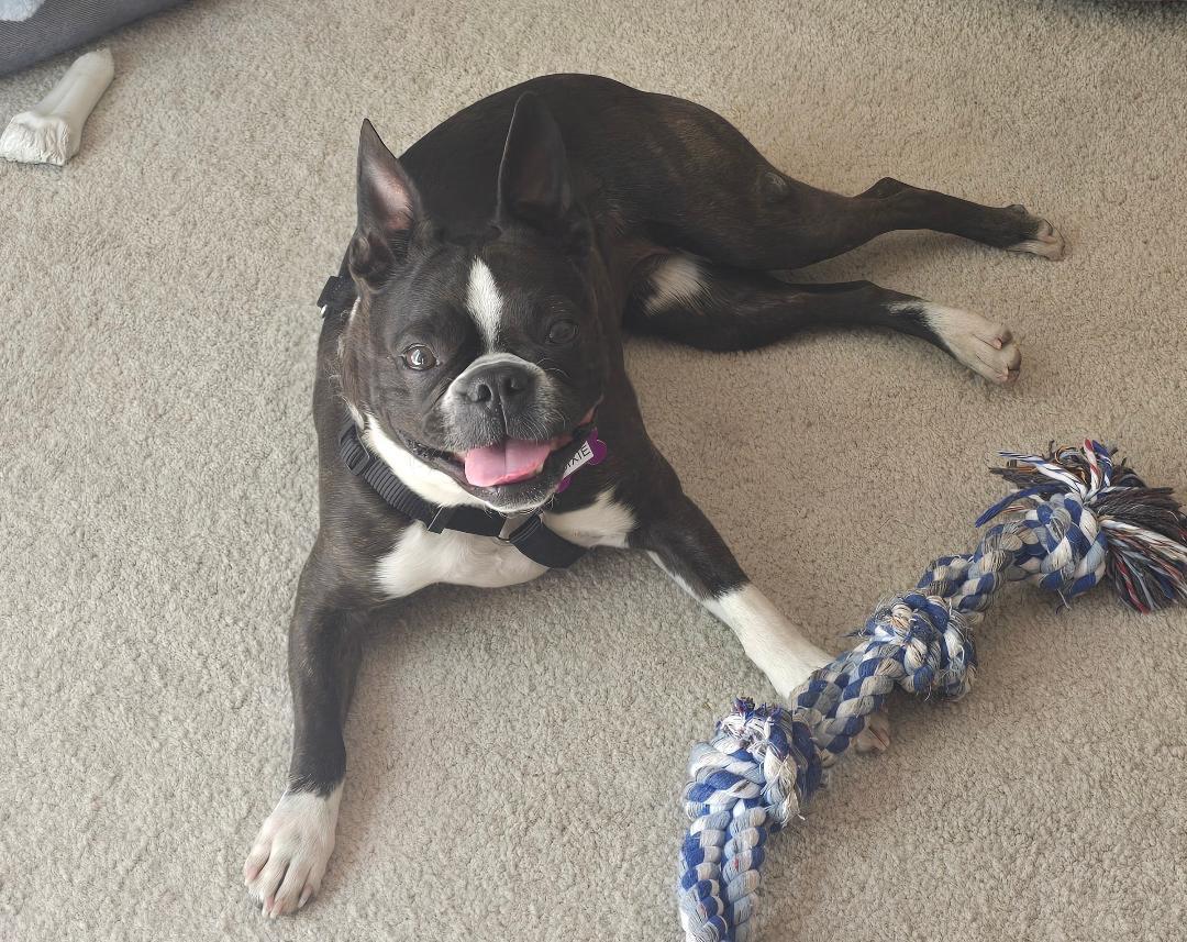 Enlarge Dixie in CO, a ADOPTABLE Boston Terrier in Littleton, CO image 5/5