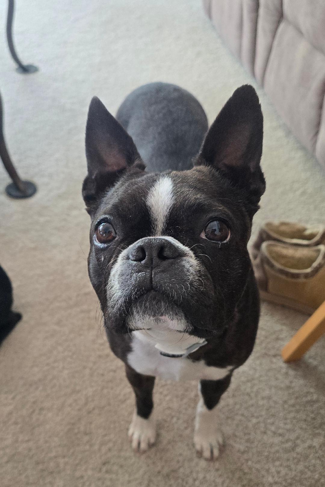 Dixie in CO, ADOPTABLE, Adult Female Boston Terrier.