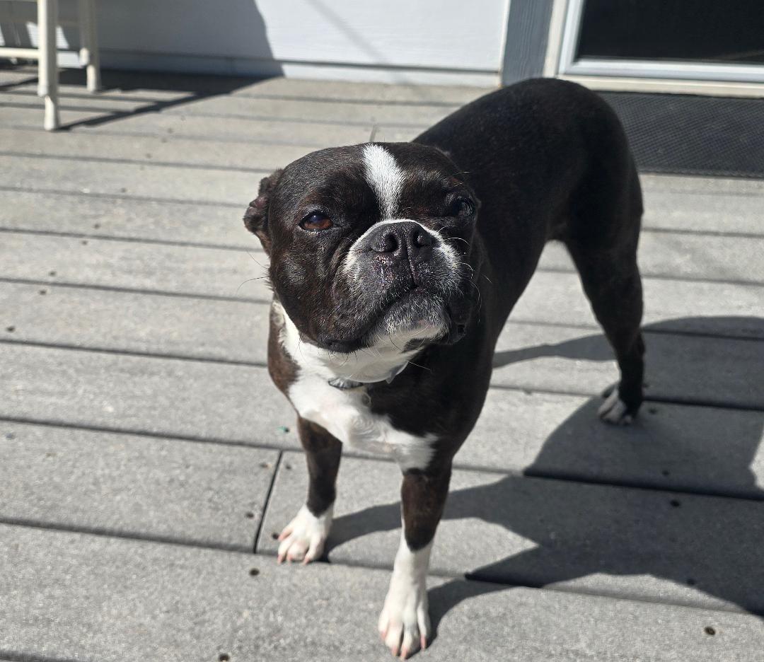 Enlarge Dixie in CO, a ADOPTABLE Boston Terrier in Littleton, CO image 3/5