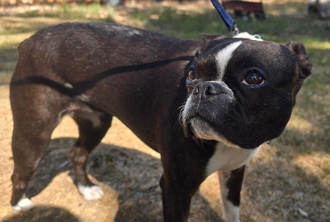 Enlarge Dixie in CO, a ADOPTABLE Boston Terrier in Littleton, CO image 4/5