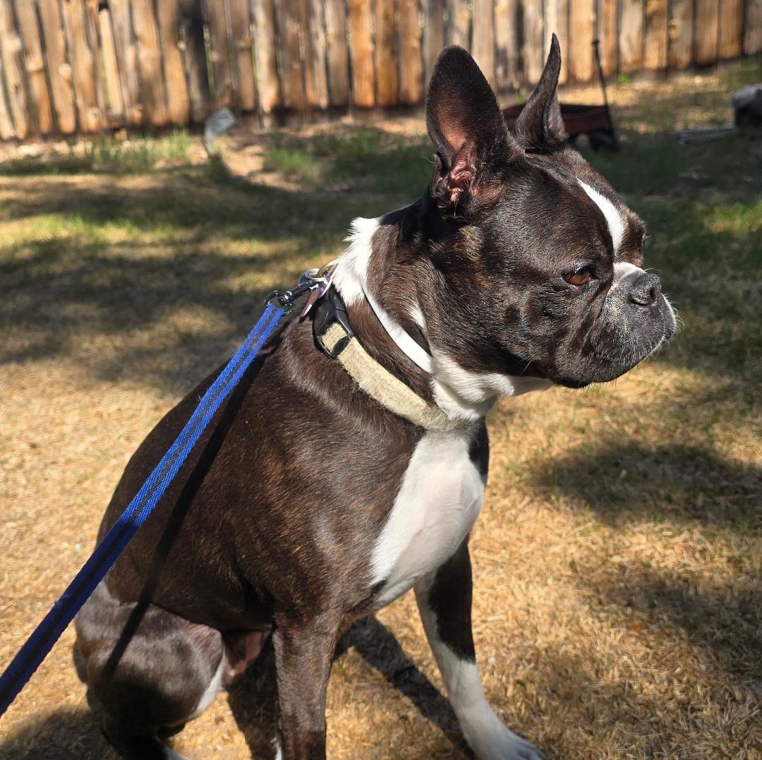 Enlarge Dixie in CO, a ADOPTABLE Boston Terrier in Littleton, CO image 2/5