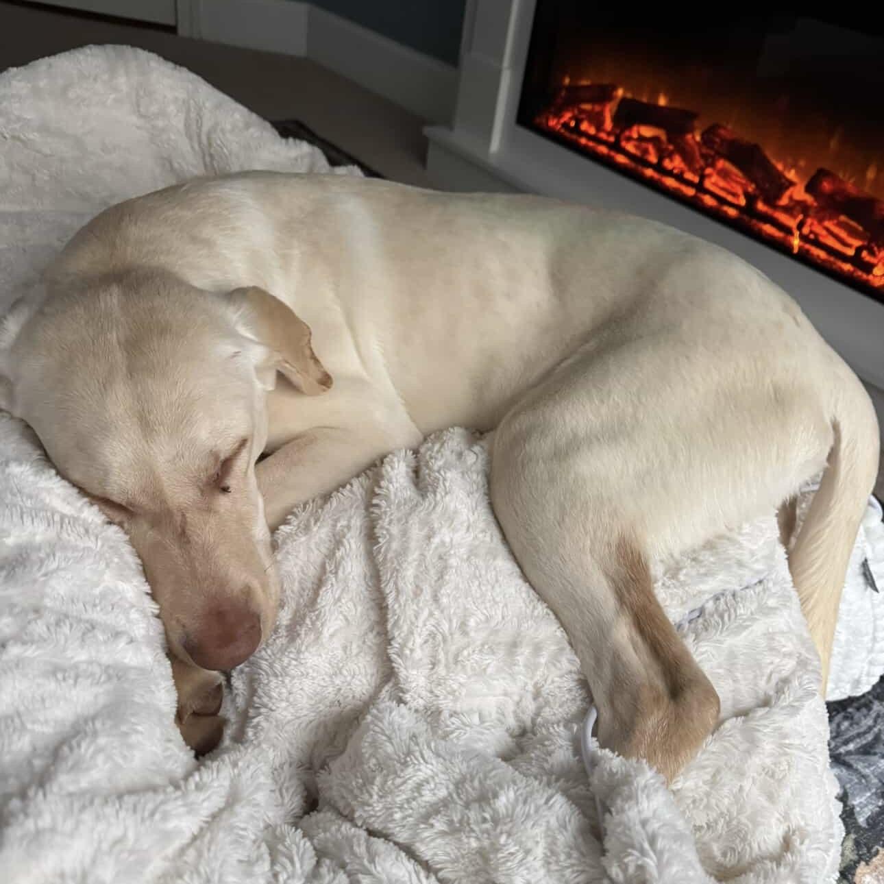 Letterman — thumbnail 4