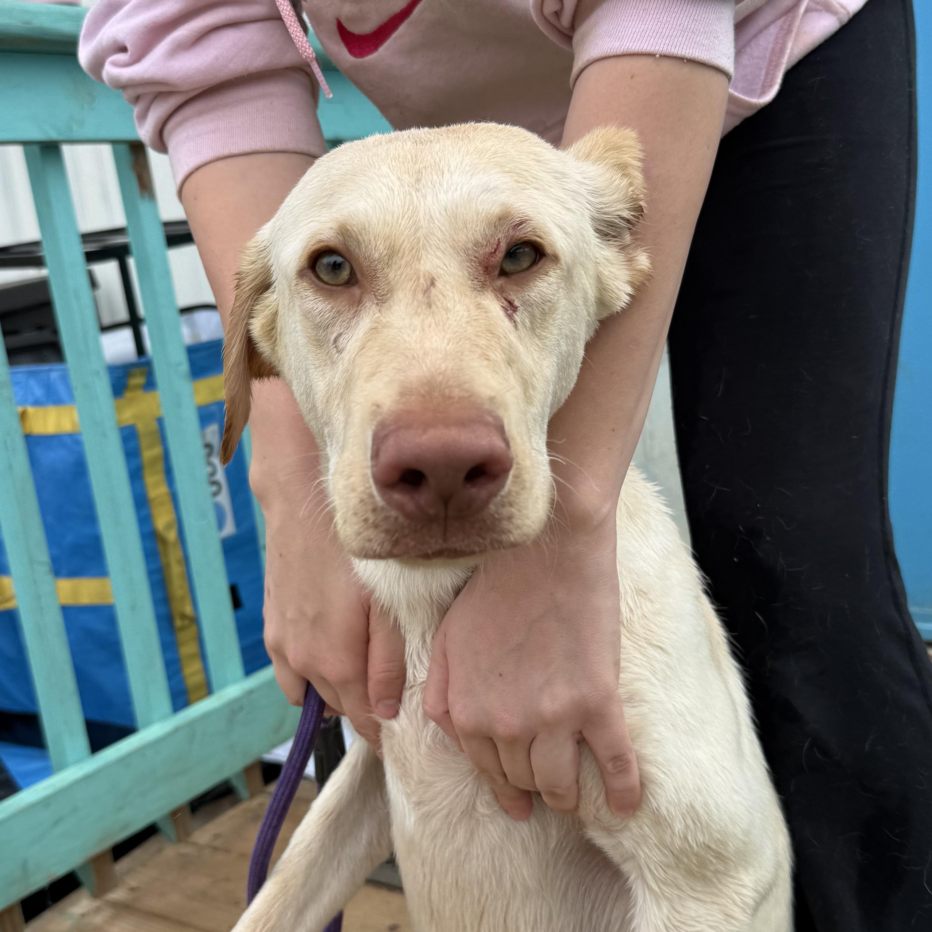 Letterman — thumbnail 5