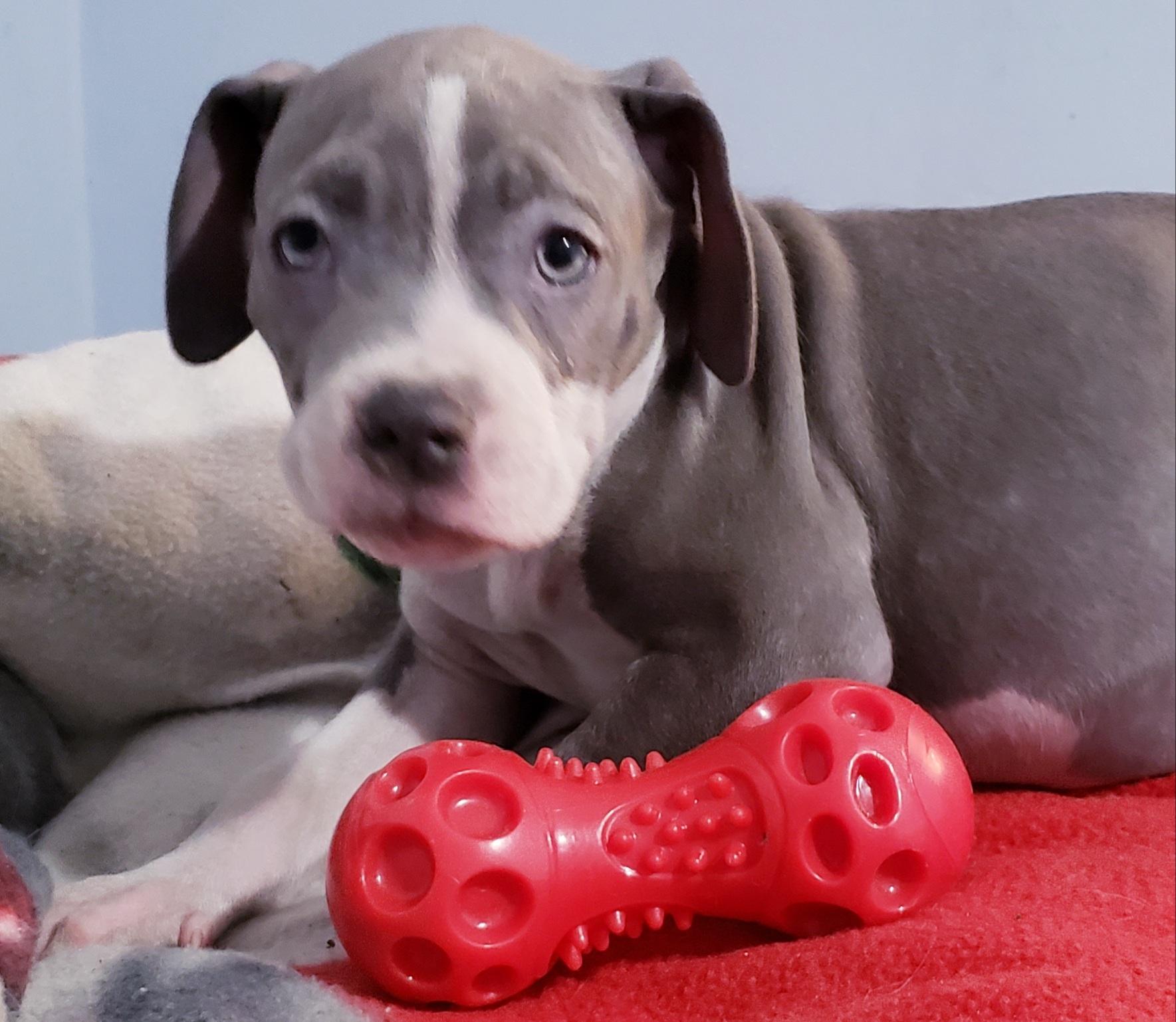 Britni, a ADOPTABLE mixed breed in Detroit, MI image 1/6