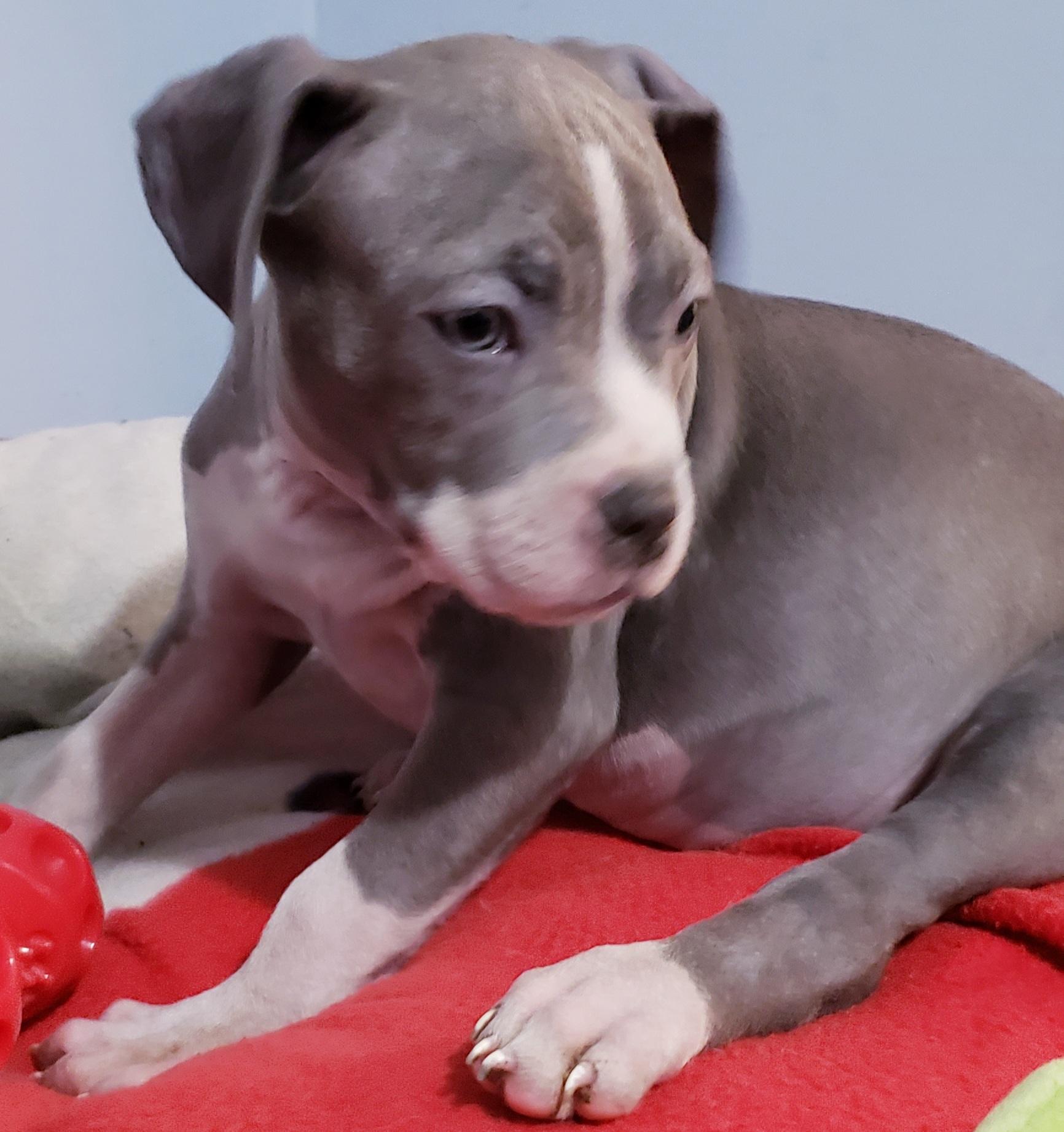 Britni, a ADOPTABLE mixed breed in Detroit, MI image 6/6