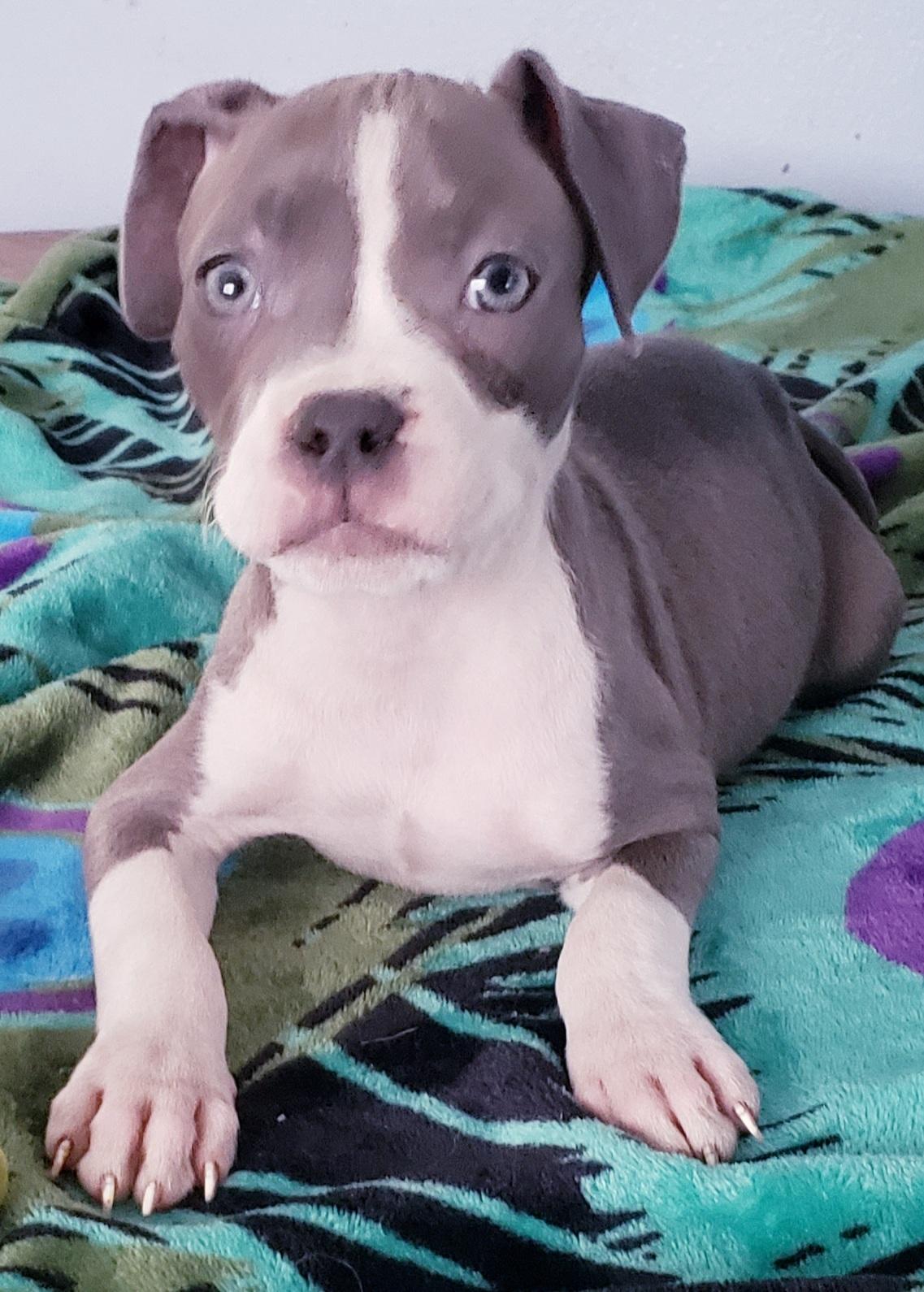 Britni, a ADOPTABLE mixed breed in Detroit, MI image 3/6