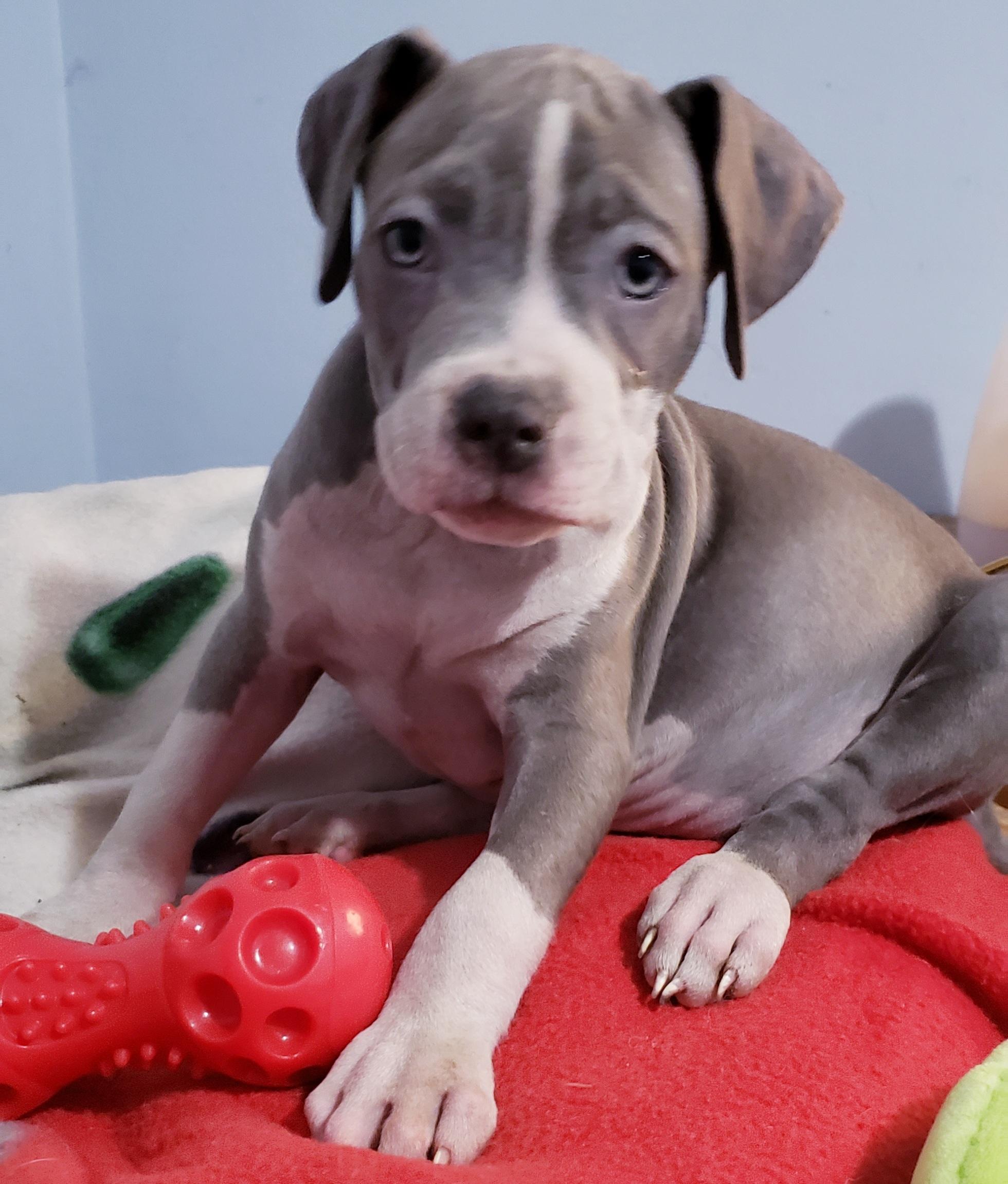 Britni, a ADOPTABLE mixed breed in Detroit, MI image 5/6