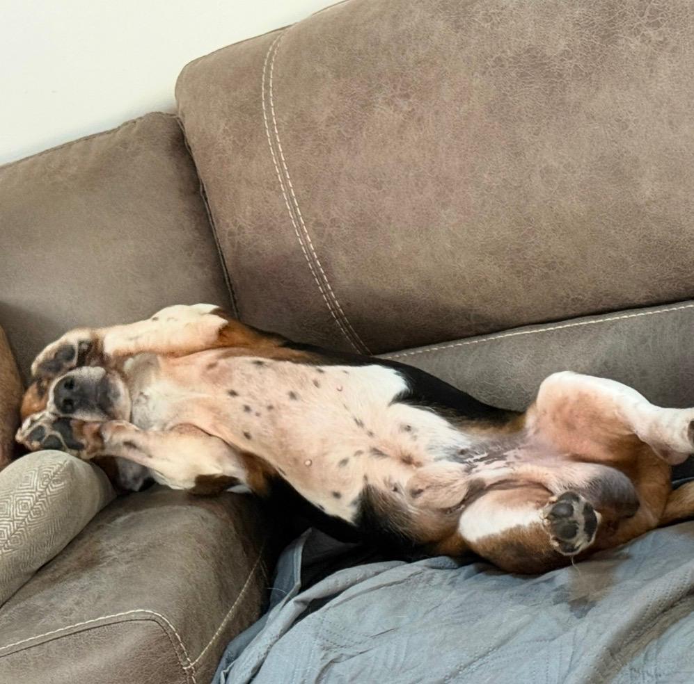 Maui, a Adoptable Basset Hound in Auburndale, FL image 2/5