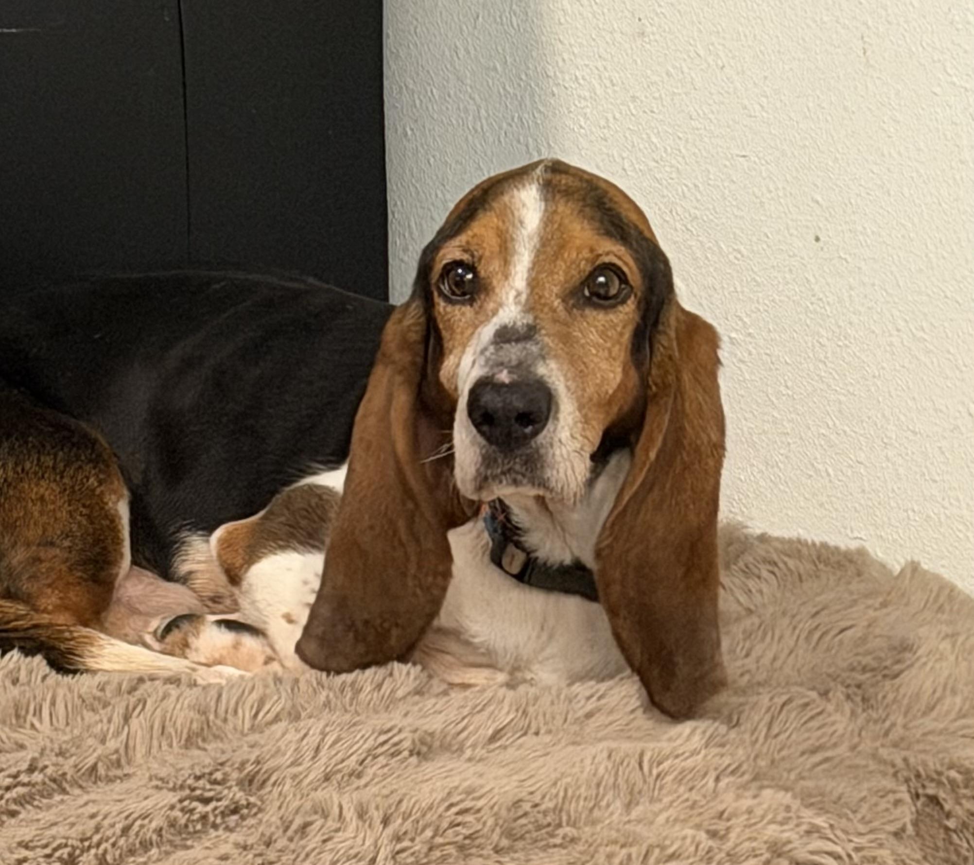 Maui, a Adoptable Basset Hound in Auburndale, FL image 4/5