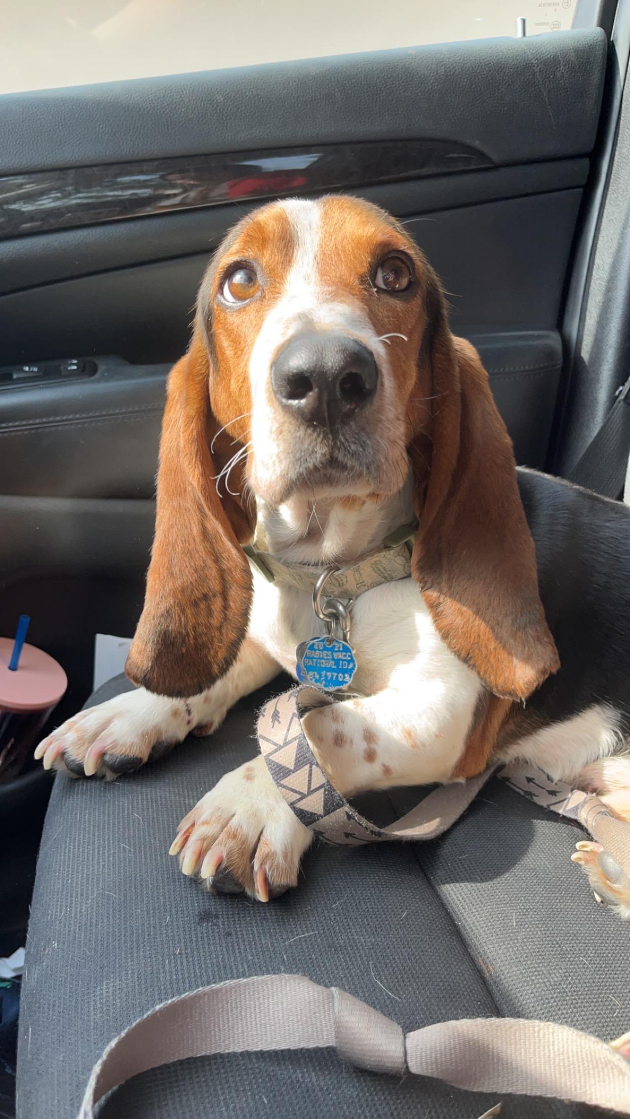 Maui, a Adoptable Basset Hound in Auburndale, FL image 1/5