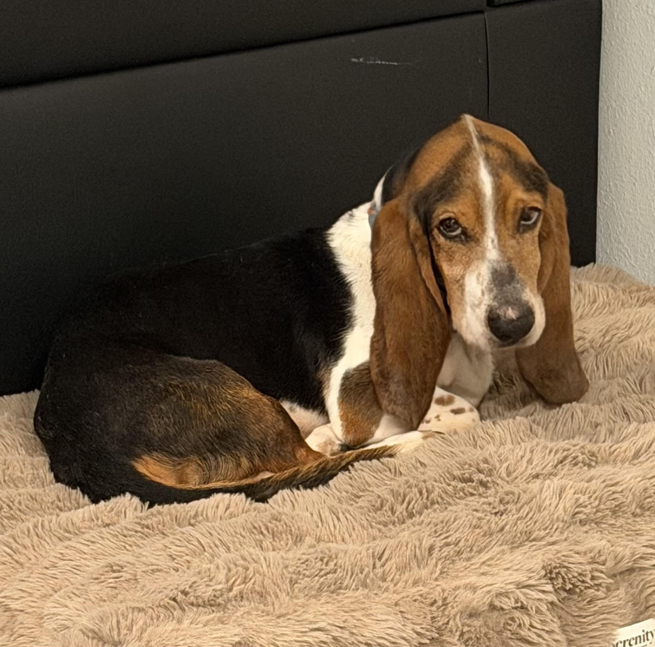 Maui, a Adoptable Basset Hound in Auburndale, FL image 3/5