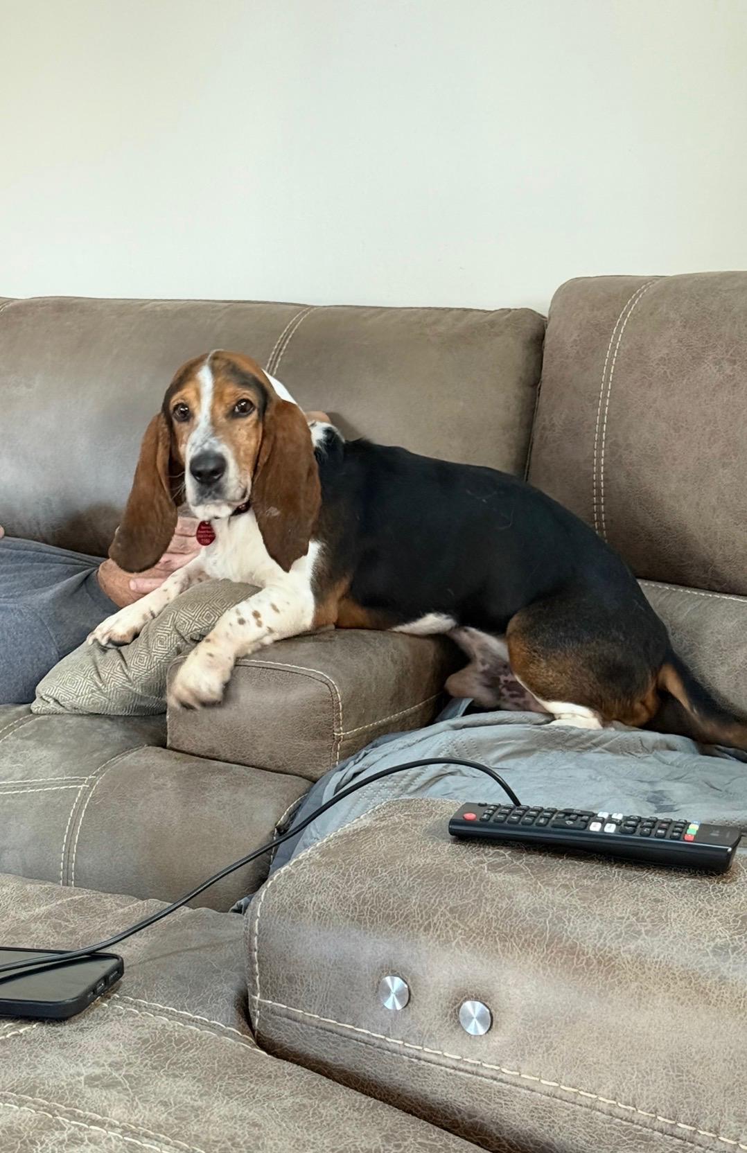 Maui, a Adoptable Basset Hound in Auburndale, FL image 5/5