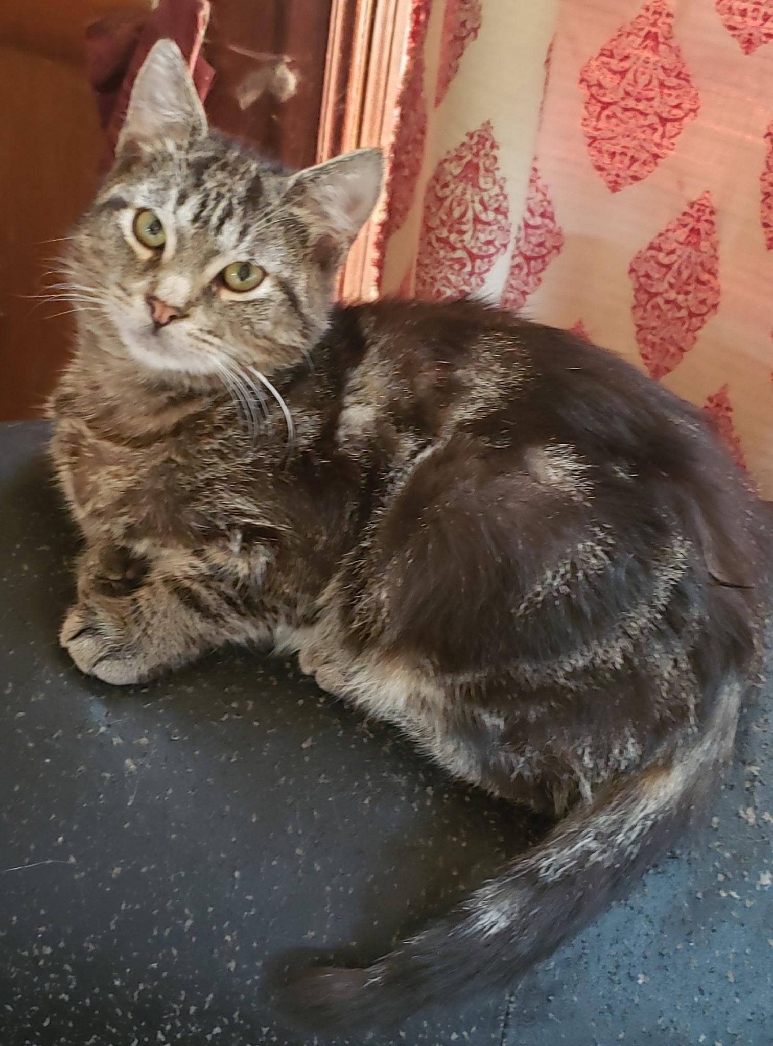 Watson (bonded with sister Wanda), a Adoptable Domestic Short Hair in Cortland, NY image 1/2