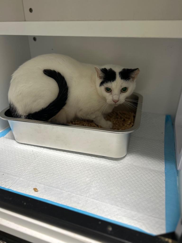 Hoodoo Lou Bones, Adoptable, Adult Male Domestic Short Hair.