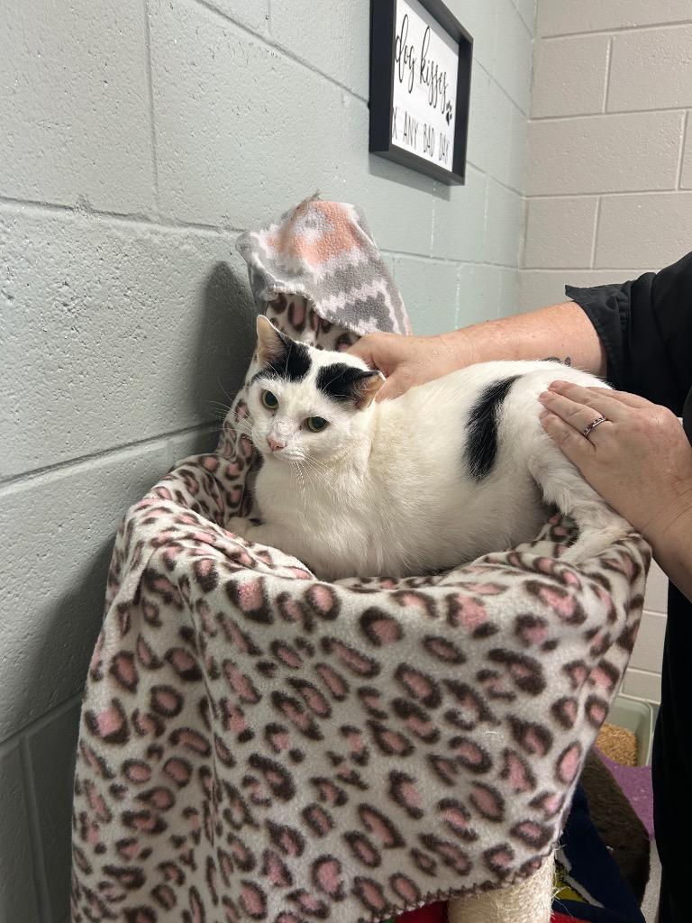 Hoodoo Lou Bones, Adoptable, Adult Male Domestic Short Hair.