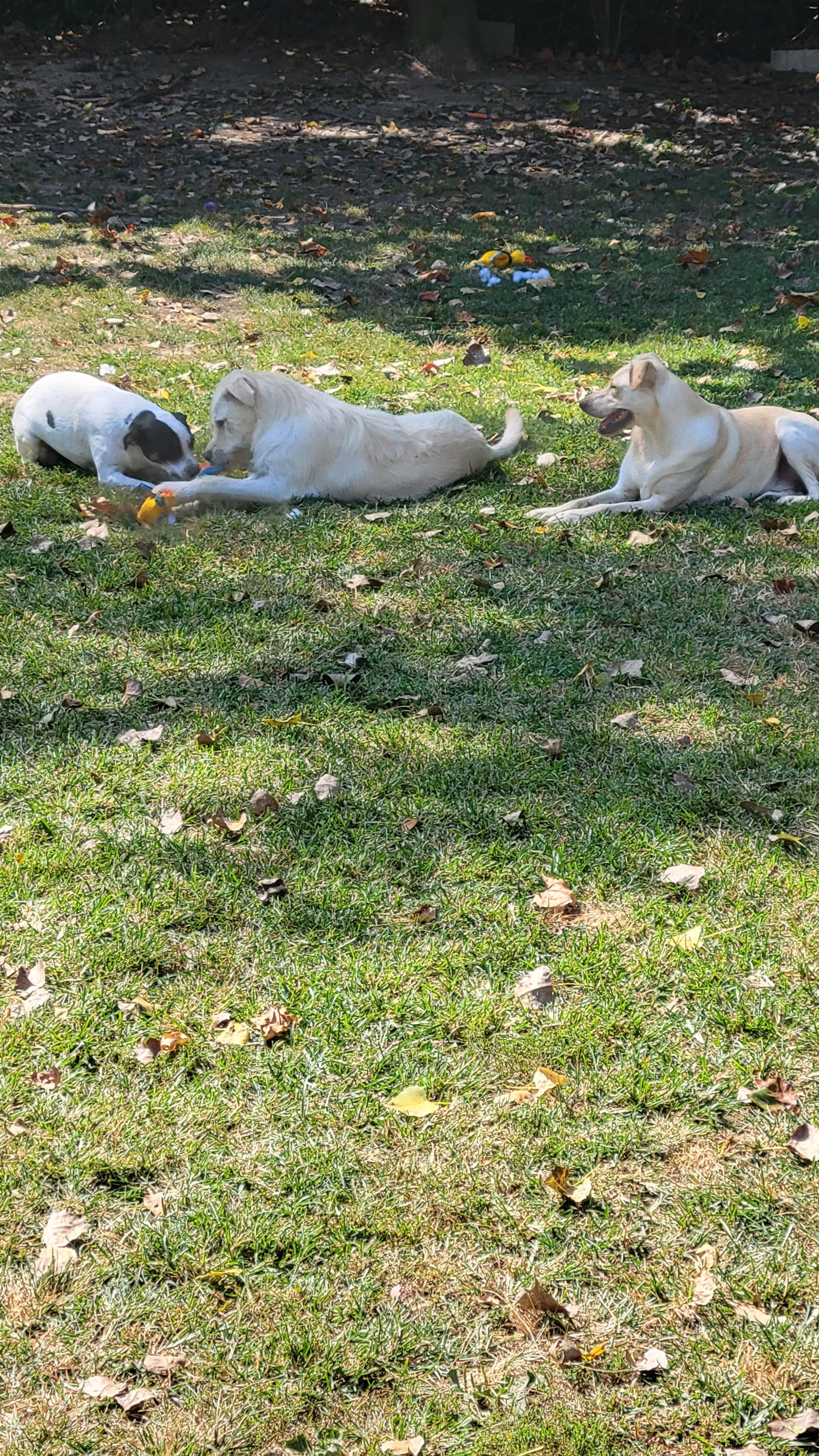 Nash & Nettie, Adoptable, Young Male Labrador Retriever.