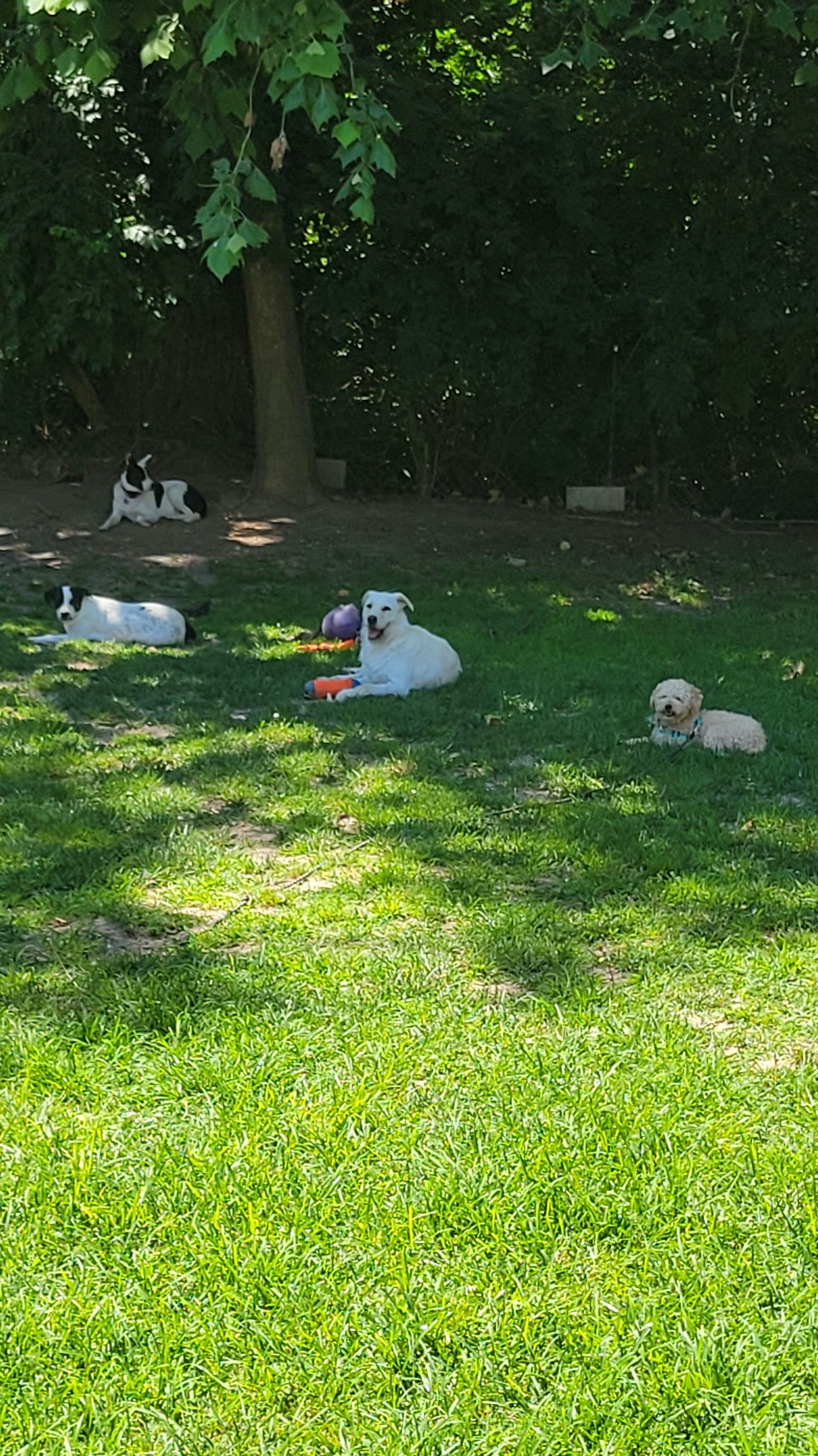 Nash & Nettie, a Adoptable mixed breed in Florissant, MO image 2/6