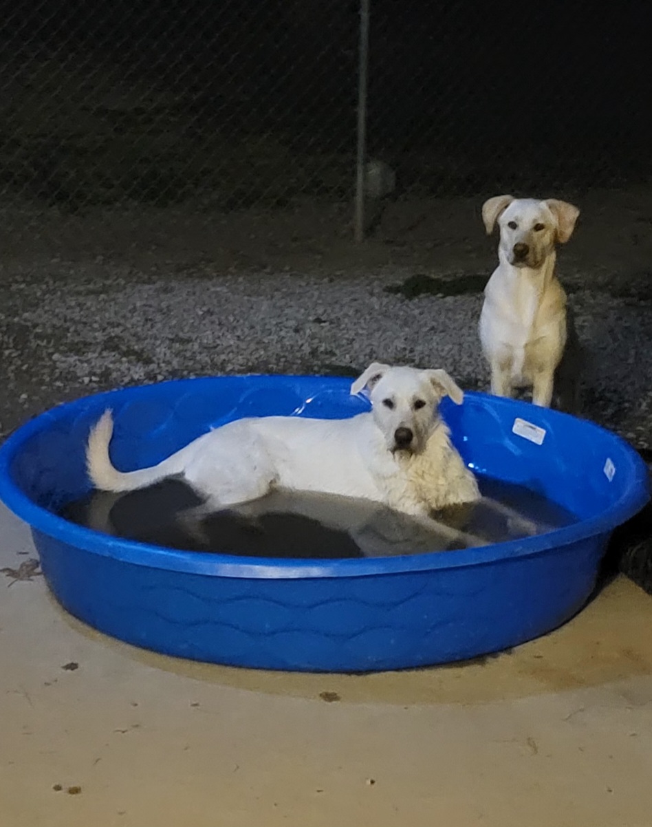 Nash & Nettie, Adoptable, Young Male Labrador Retriever.