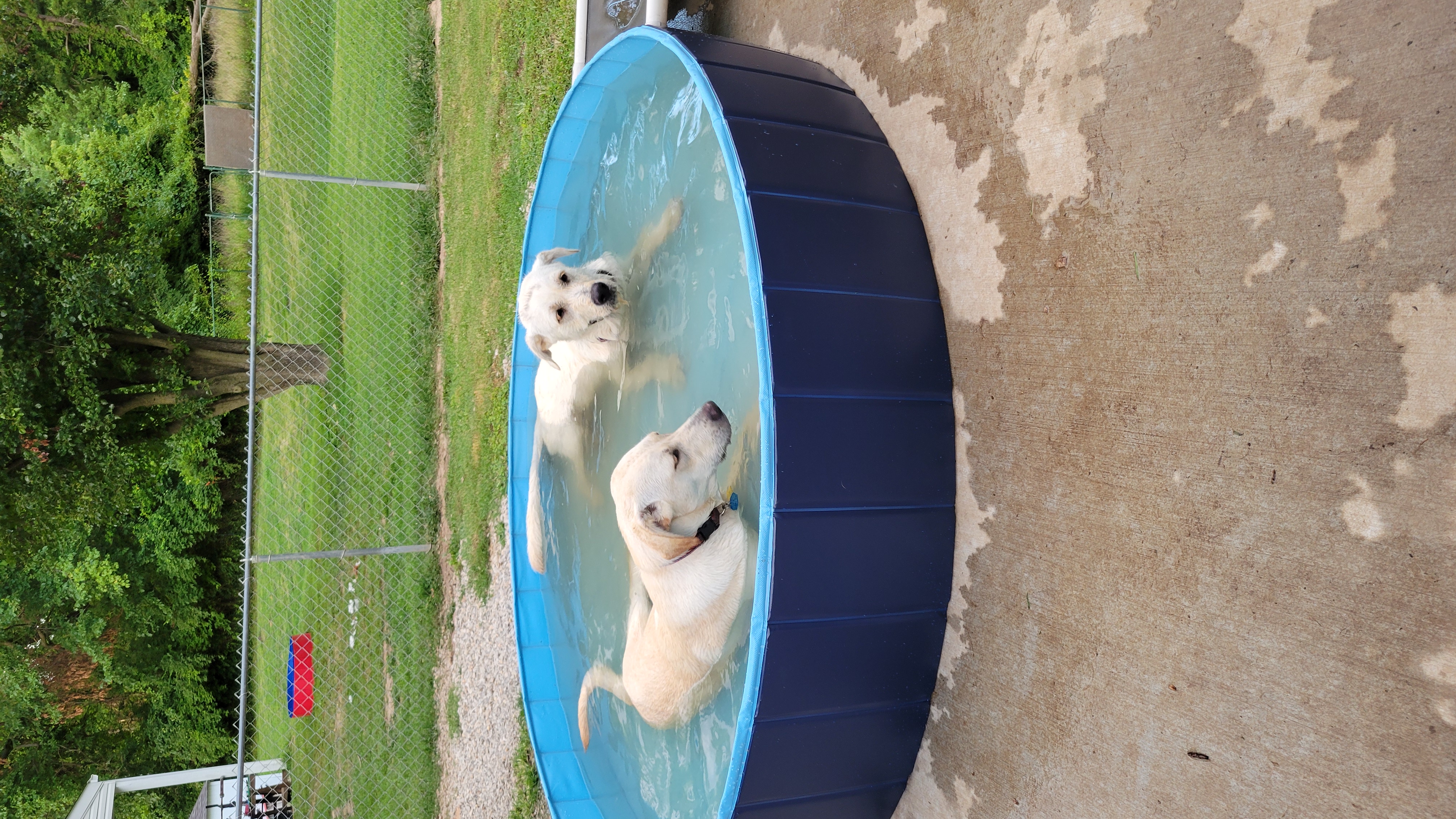 Nash & Nettie, a Adoptable mixed breed in Florissant, MO image 4/6