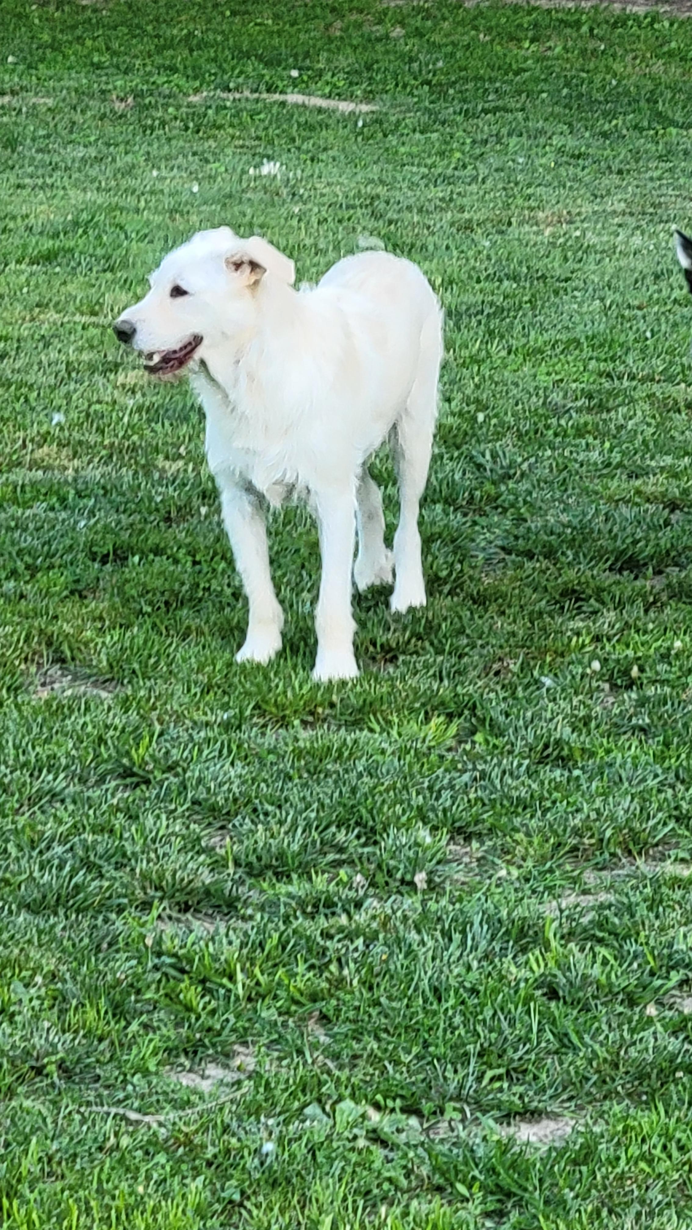 Nash & Nettie, a Adoptable mixed breed in Florissant, MO image 5/6