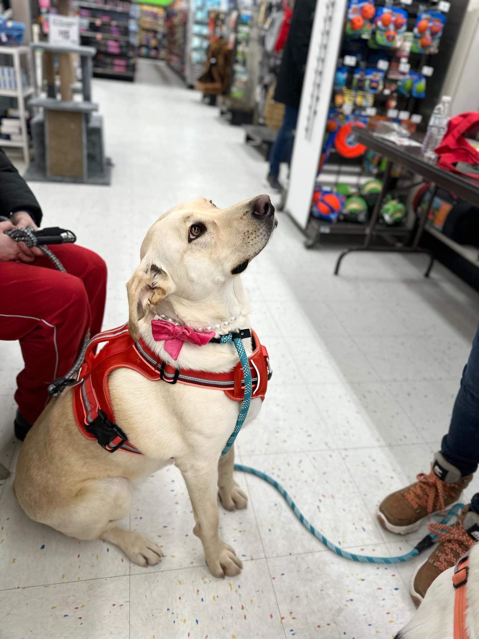 Nash & Nettie, a Adoptable mixed breed in Florissant, MO image 6/6