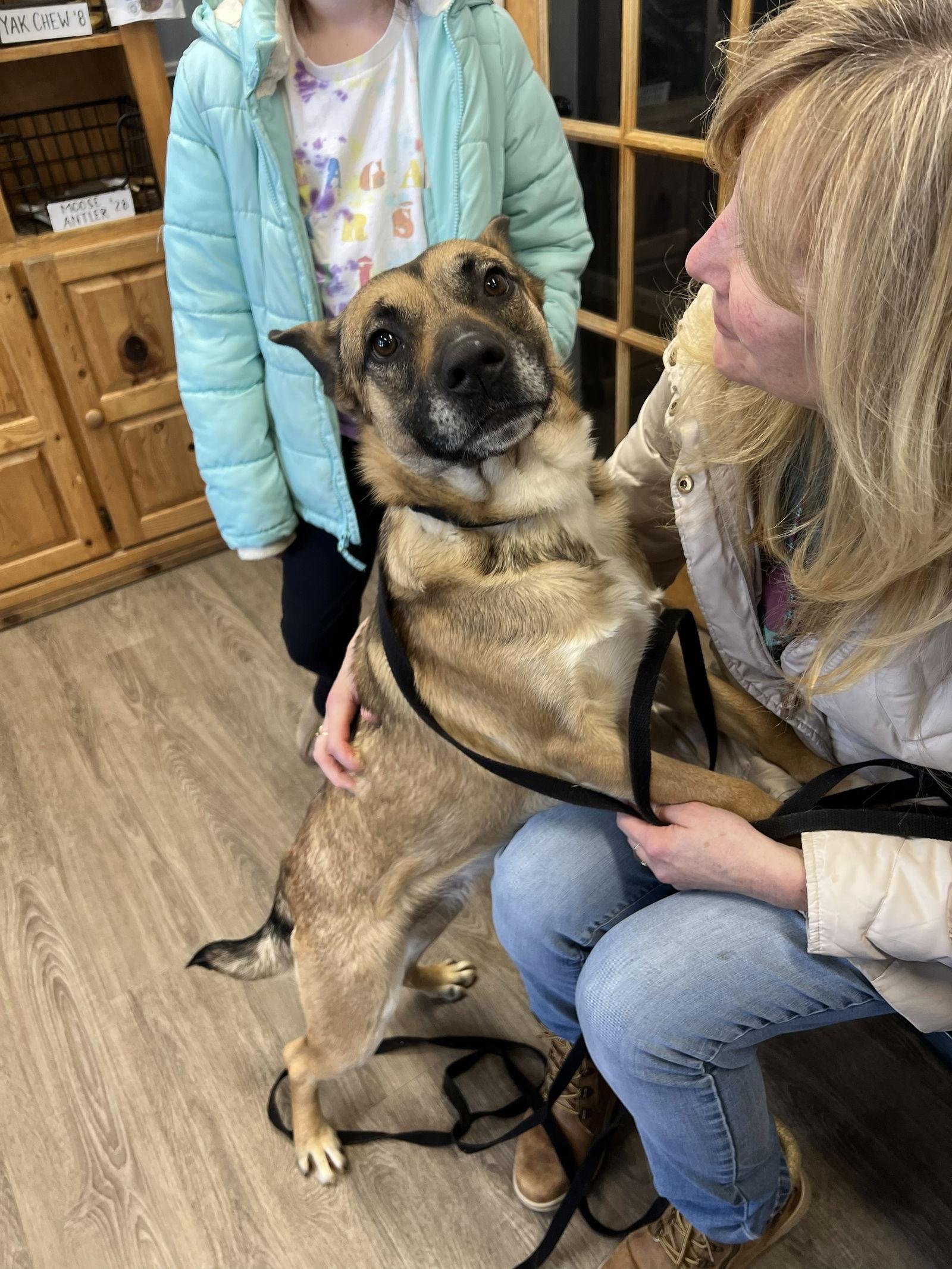 Enlarge CLARA BELLE - Fostered Bangor, ME, a Adopted mixed breed in Sebec, ME image 1/3