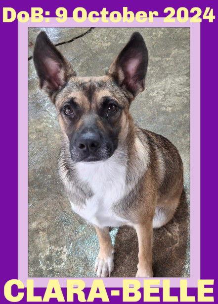 CLARA BELLE, Adoptable, Young Female German Shepherd Dog.