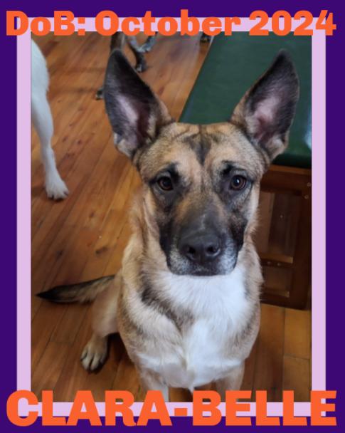CLARA BELLE, Adoptable, Young Female German Shepherd Dog.