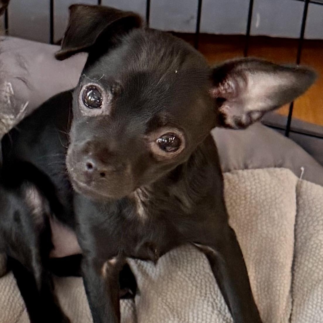 Elvy, adoptable, Puppy Female Chihuahua & Yorkshire Terrier.