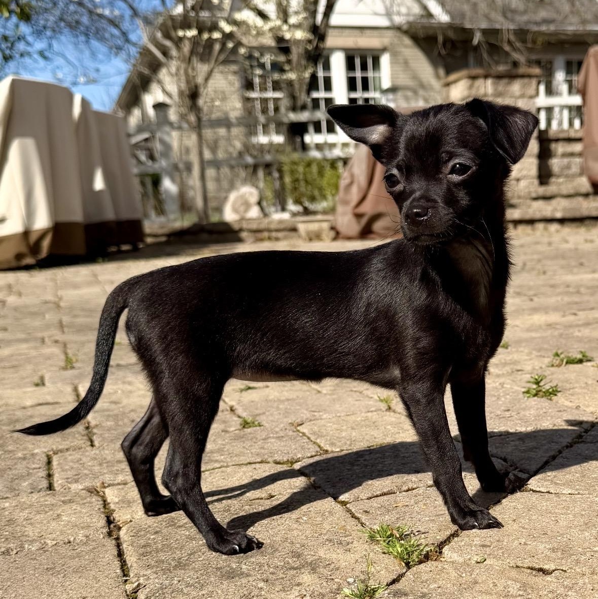 Elvy, adoptable, Puppy Female Chihuahua & Yorkshire Terrier.