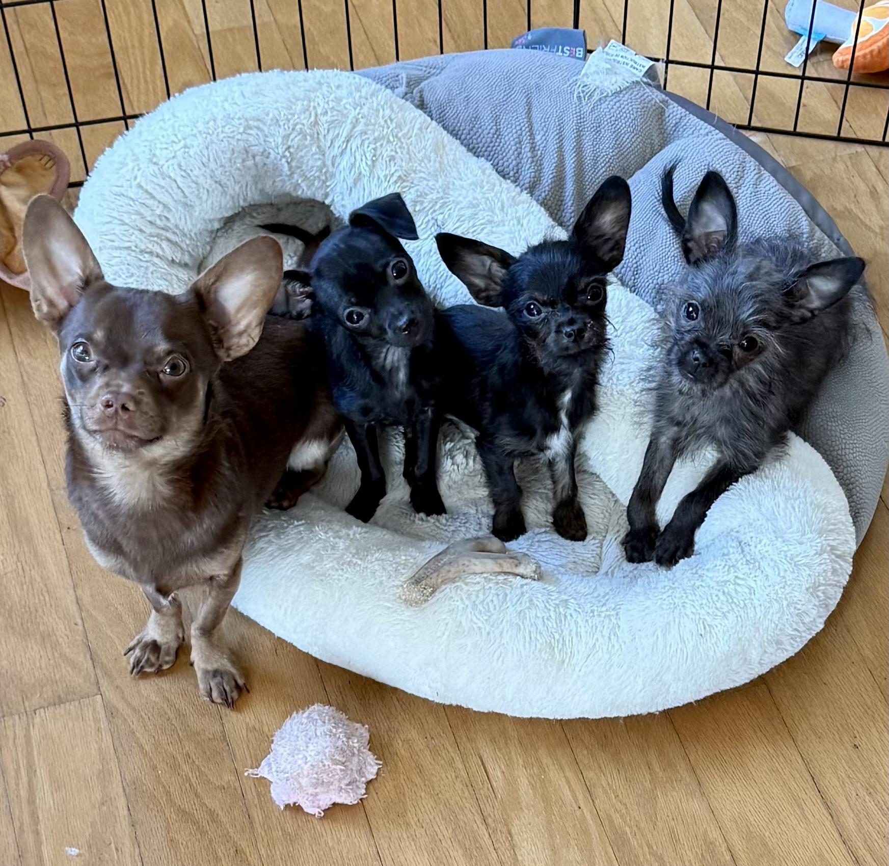 Enlarge Elvy, an adoptable mixed breed in Thompson's Station, TN image 2/2