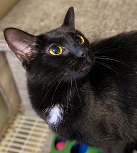 Ebony, Adoptable, Adult Female Domestic Short Hair.