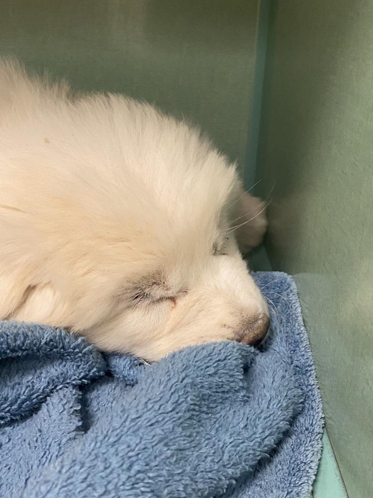 Lorrie, Adopted, Puppy Female Great Pyrenees.