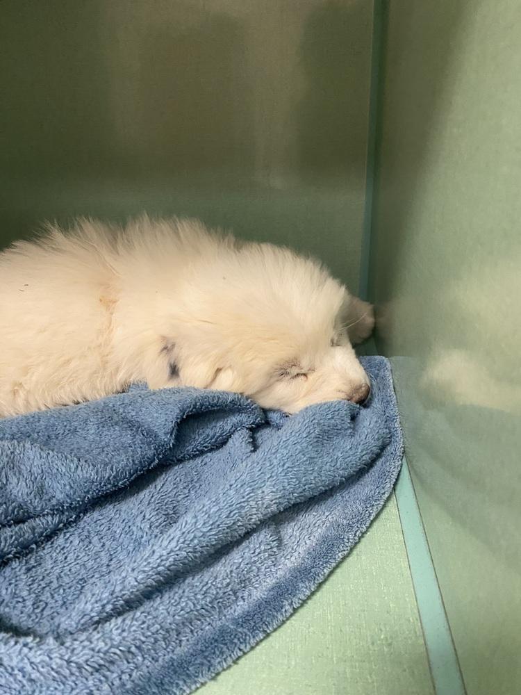 Enlarge Lorrie, a Adopted mixed breed in Cortez, CO image 2/2