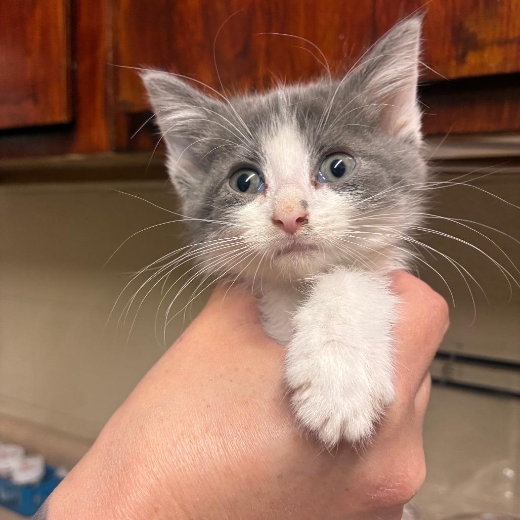 Evidence, Adoptable, Kitten Male Domestic Short Hair.