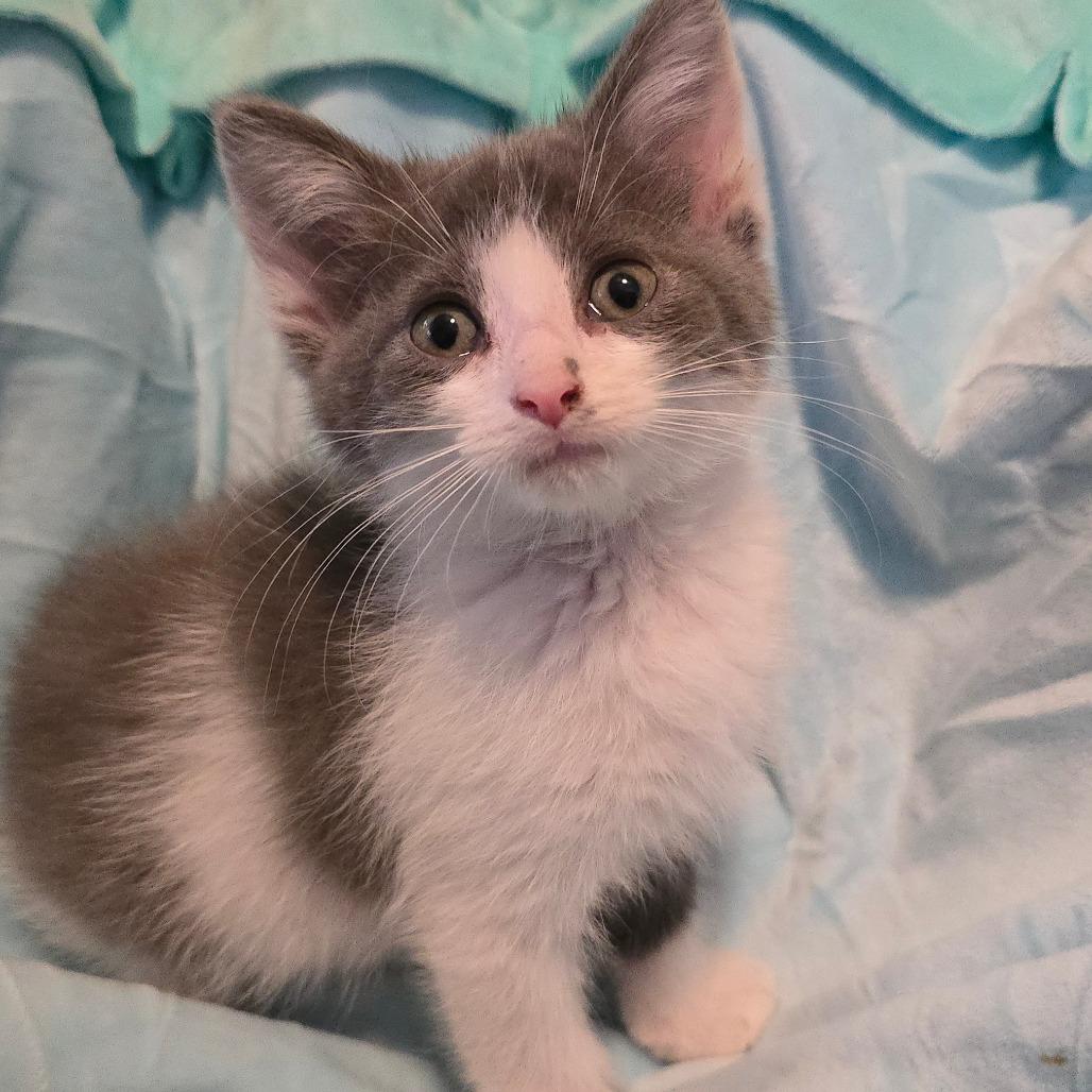 Enlarge Evidence, a Adoptable Domestic Short Hair in Danville, KY image 2/2