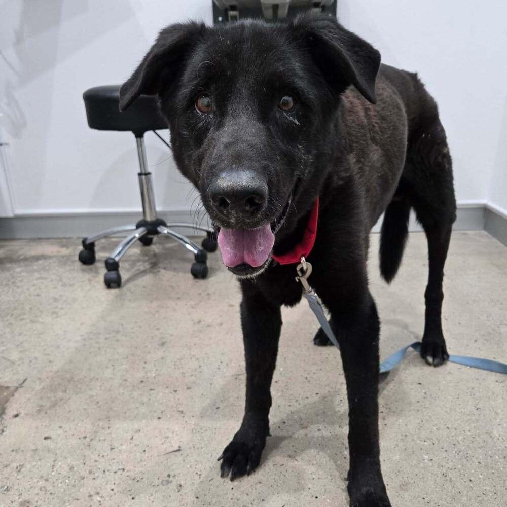 Enlarge castro, a Adopted Labrador Retriever in sylmar, CA image 1/1