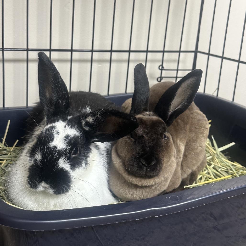 Oreo Rex photo
