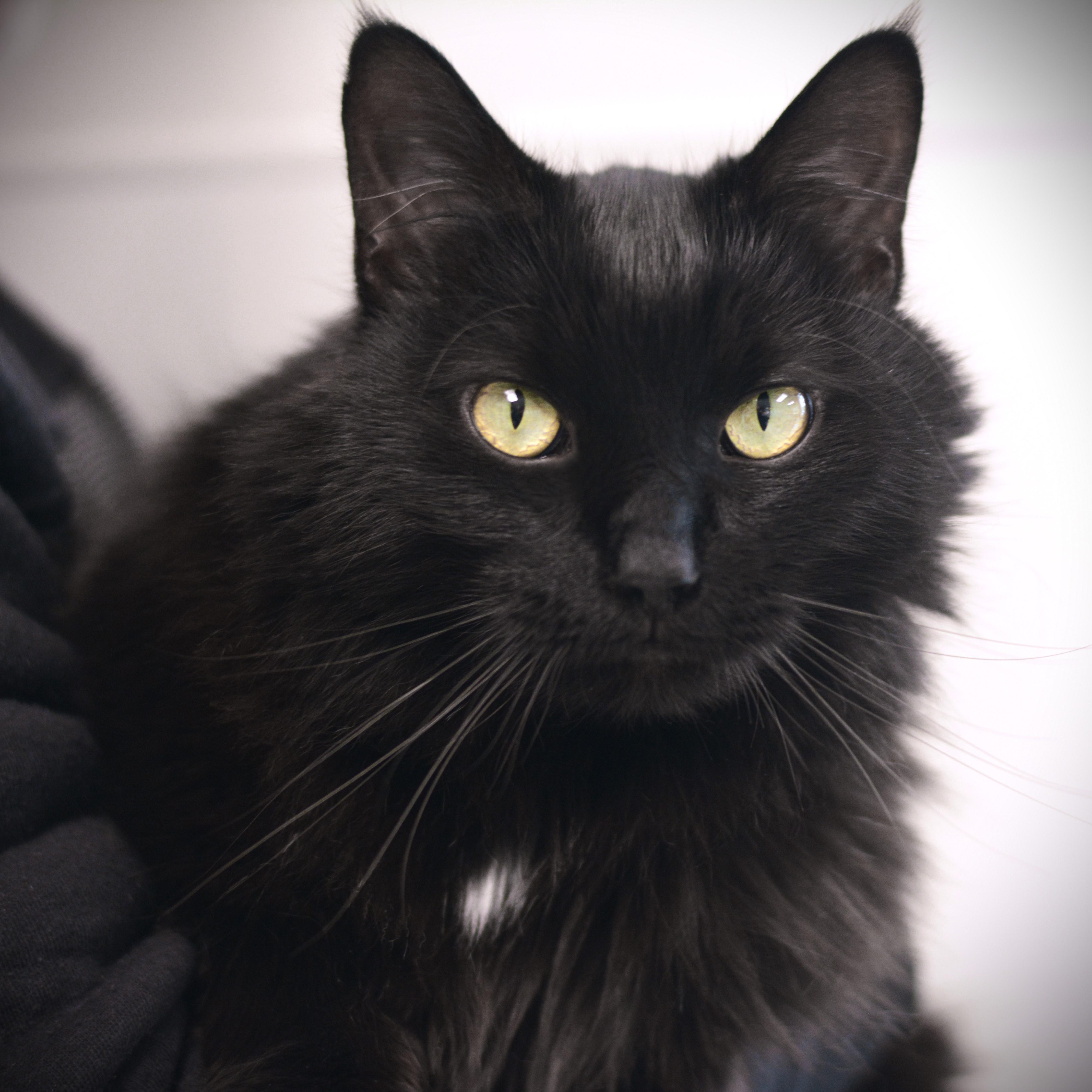 Enlarge Mister, a ADOPTABLE Domestic Long Hair in Amsterdam, NY image 1/1