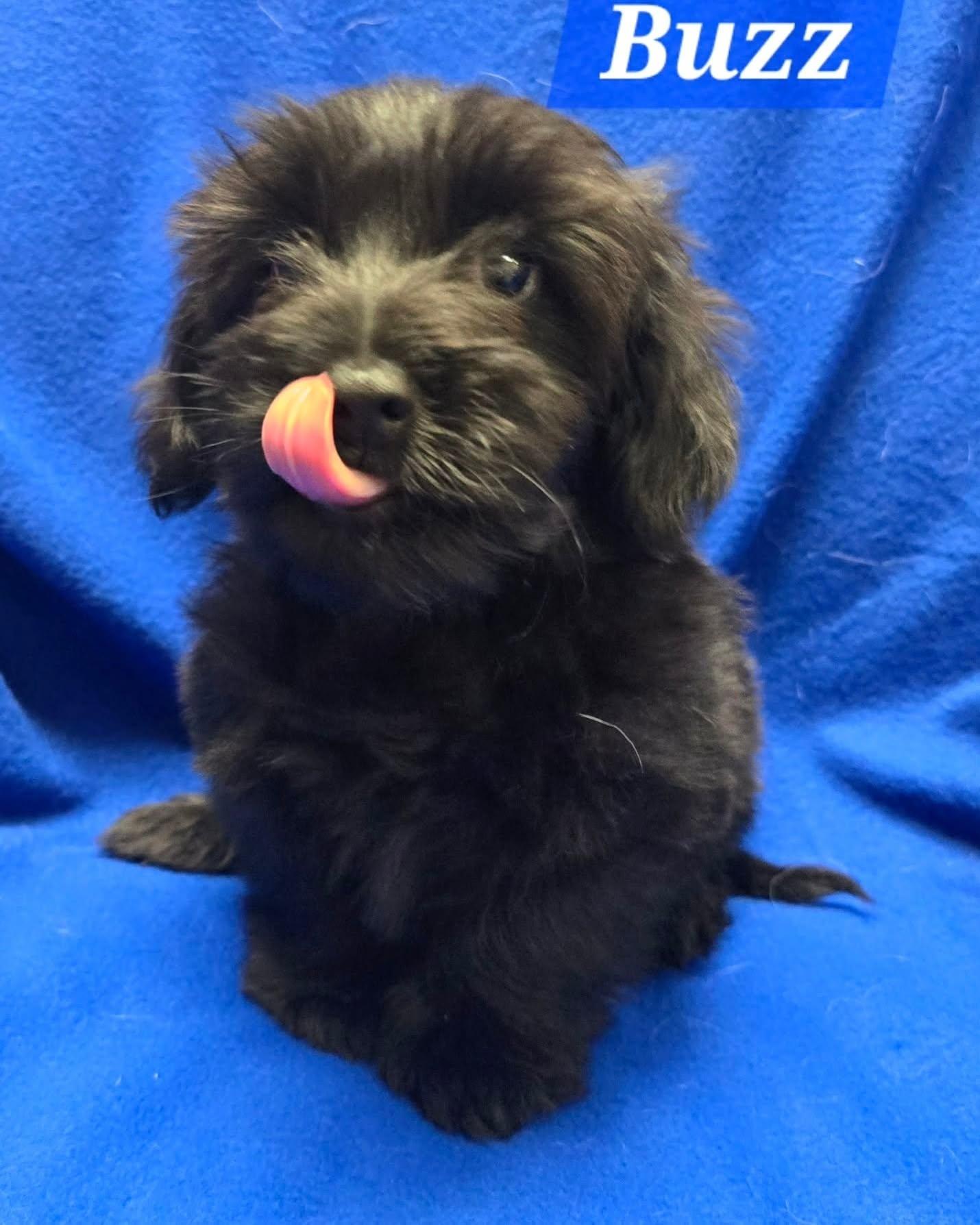 Pets for adoption from Pupz N Palz Rescue | Petfinder