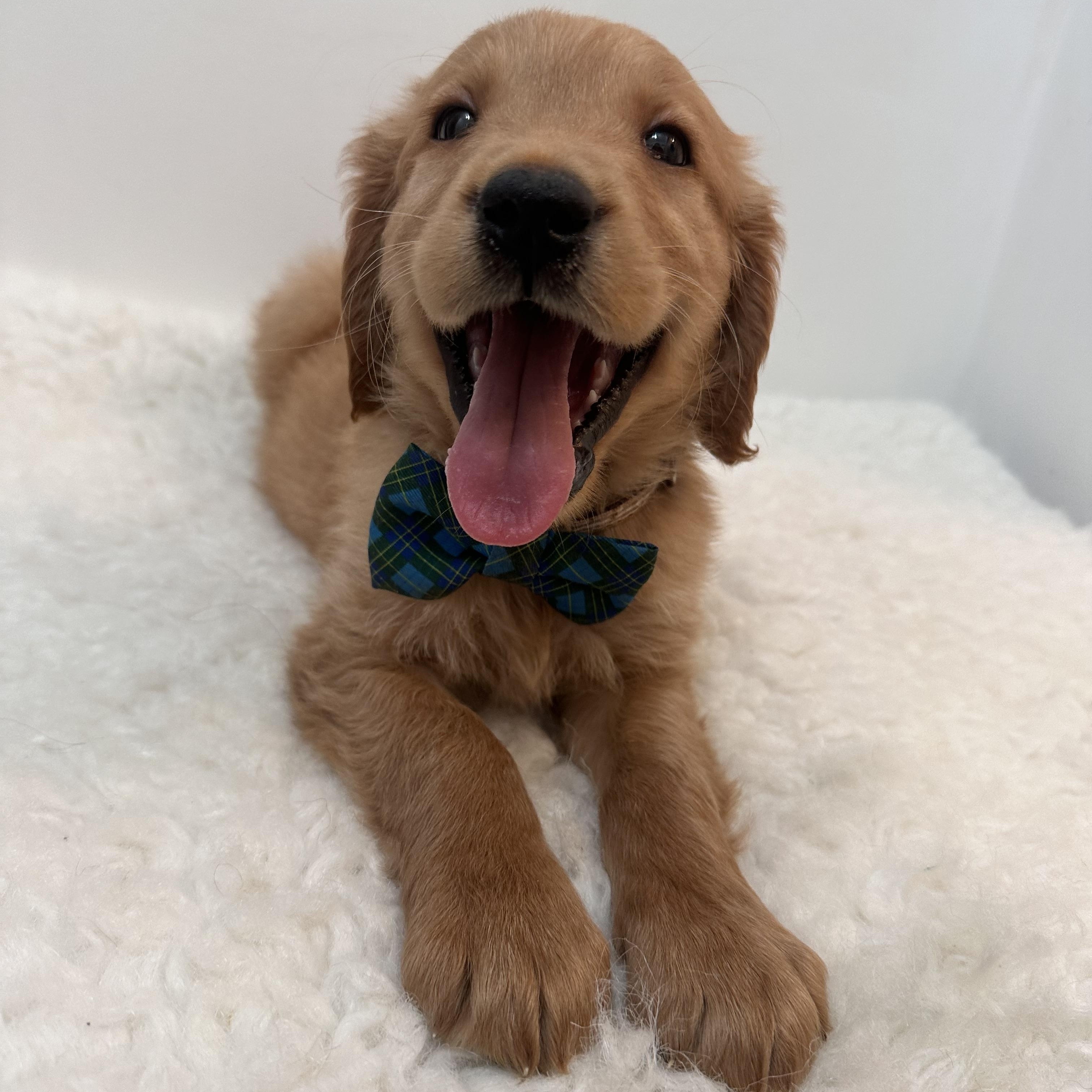 Rigatoni, adoptable, Puppy Male Golden Retriever.