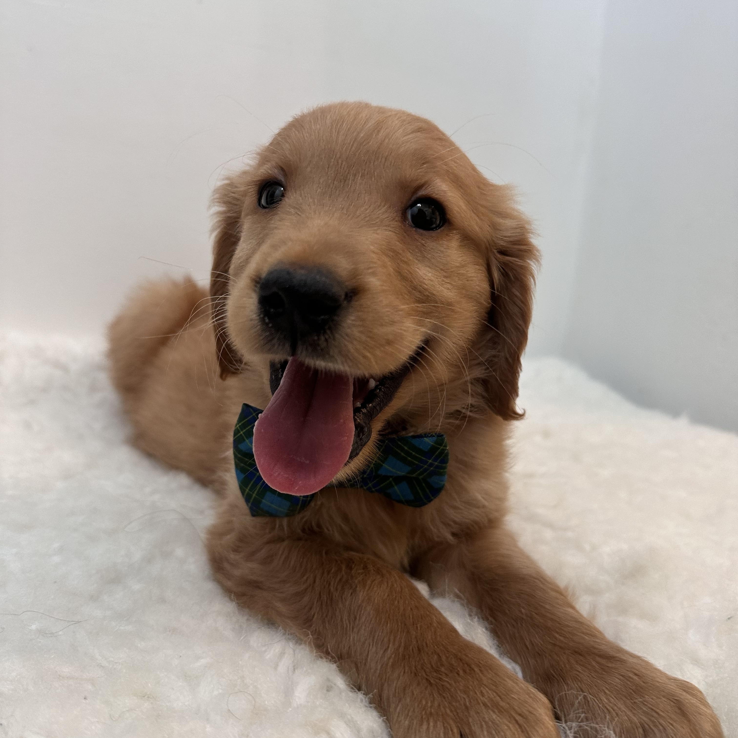 Enlarge Rigatoni, an adoptable Golden Retriever in Wrightstown, NJ image 2/6