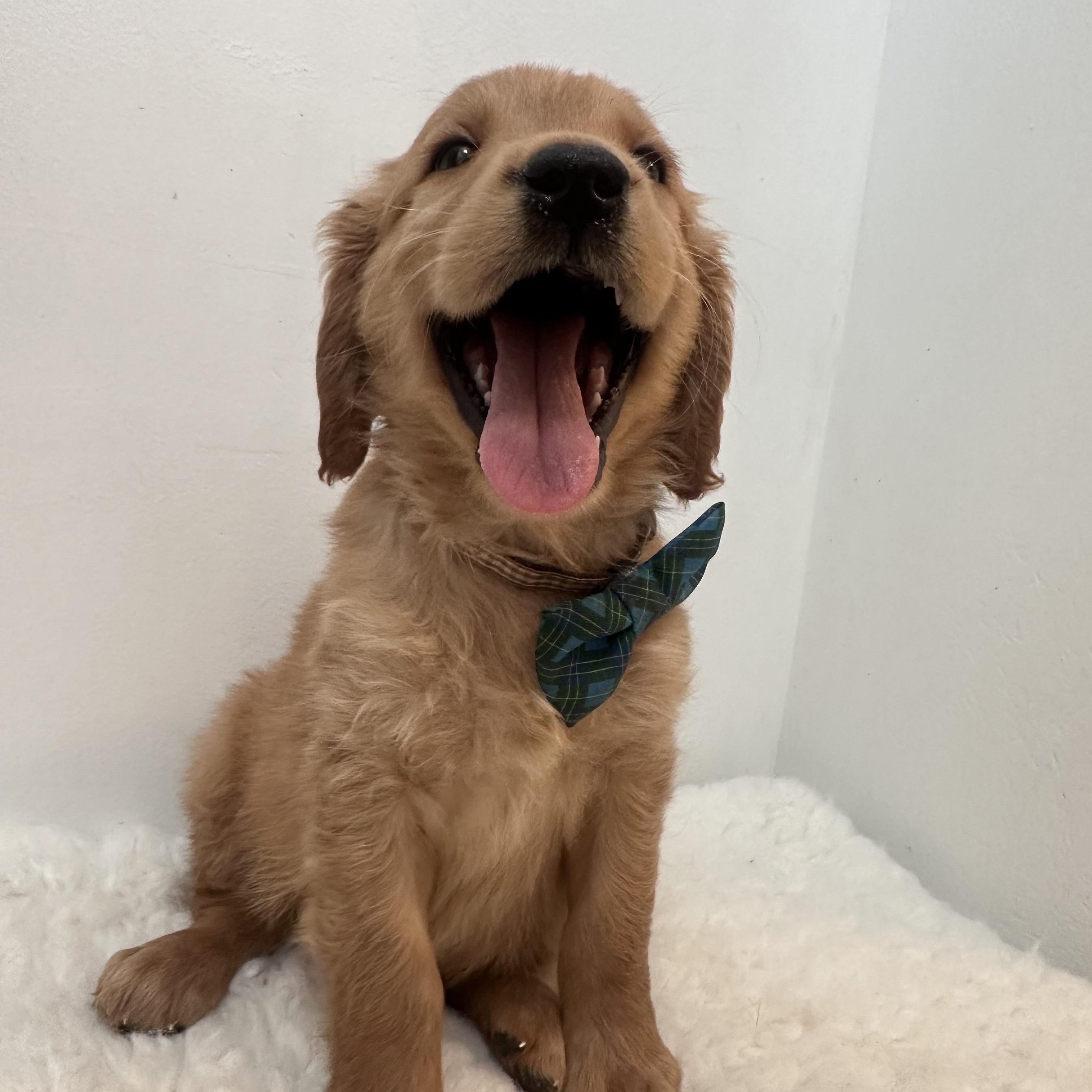Enlarge Rigatoni, an adoptable Golden Retriever in Wrightstown, NJ image 3/6