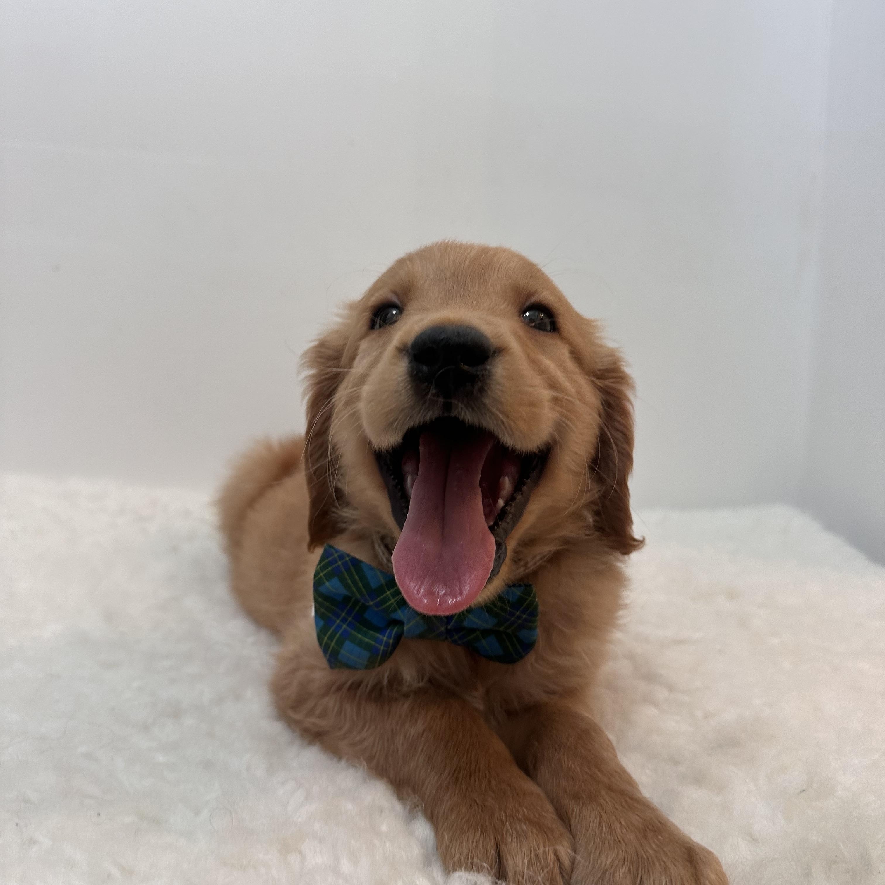 Enlarge Rigatoni, an adoptable Golden Retriever in Wrightstown, NJ image 4/6