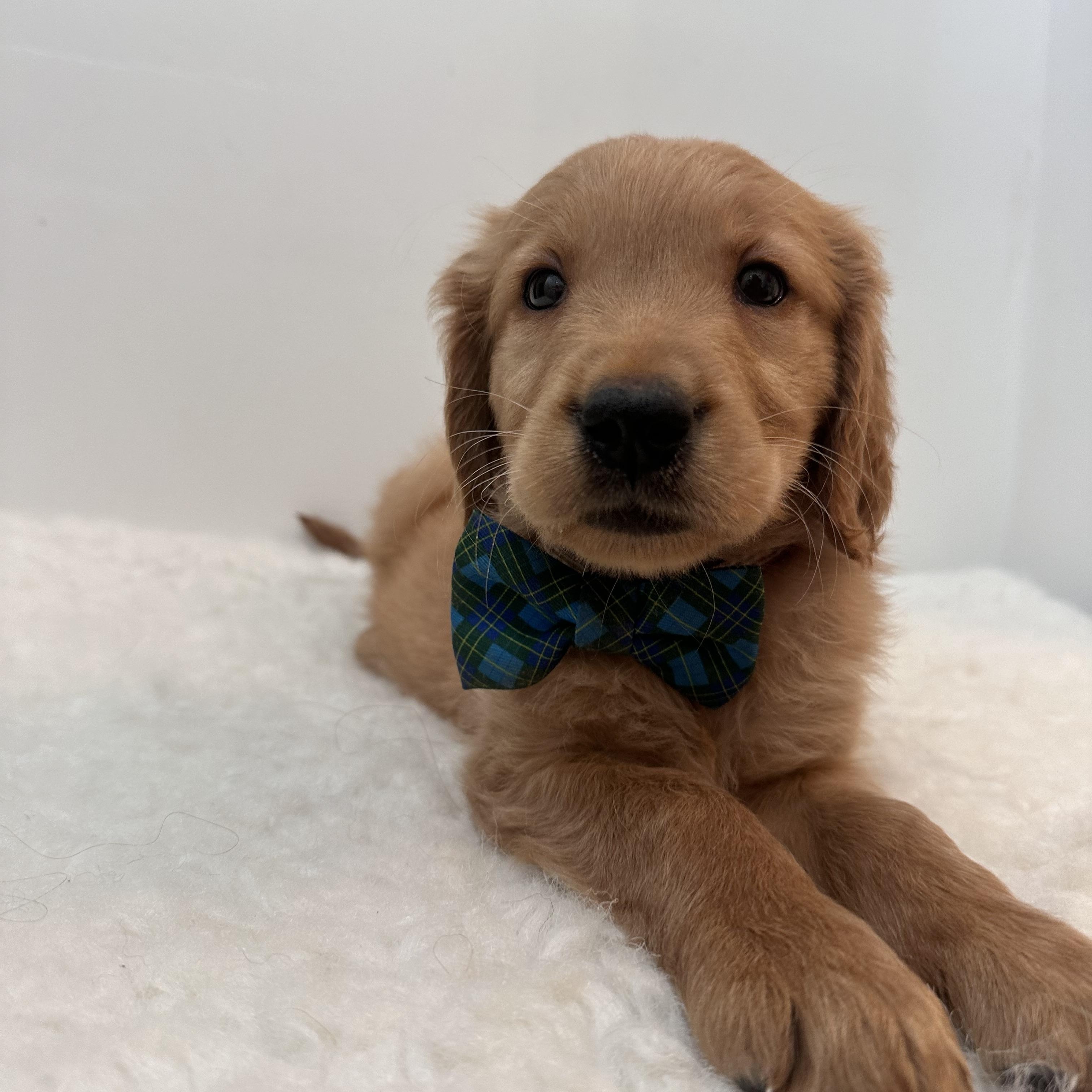 Enlarge Rigatoni, an adoptable Golden Retriever in Wrightstown, NJ image 6/6