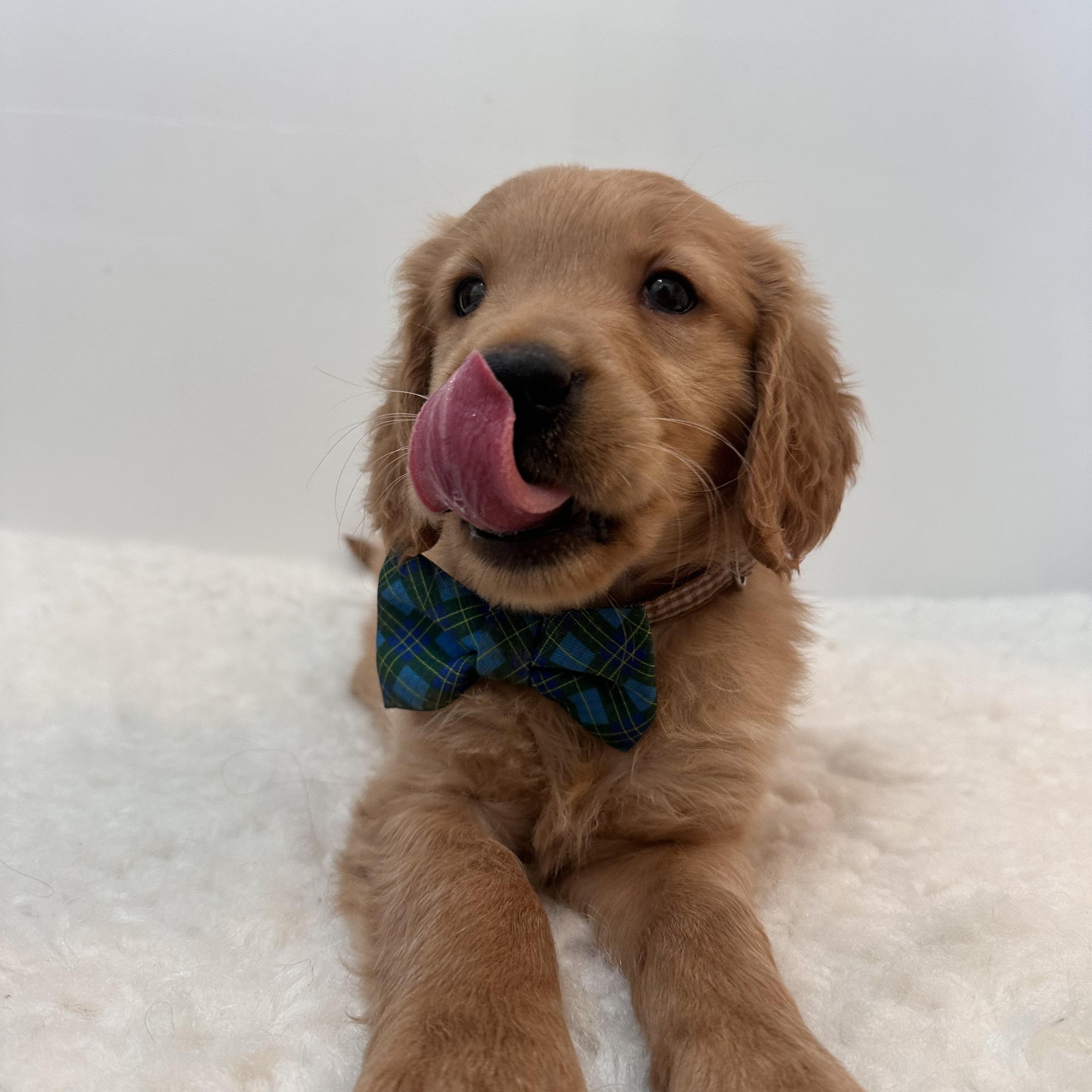 Enlarge Rigatoni, an adoptable Golden Retriever in Wrightstown, NJ image 5/6