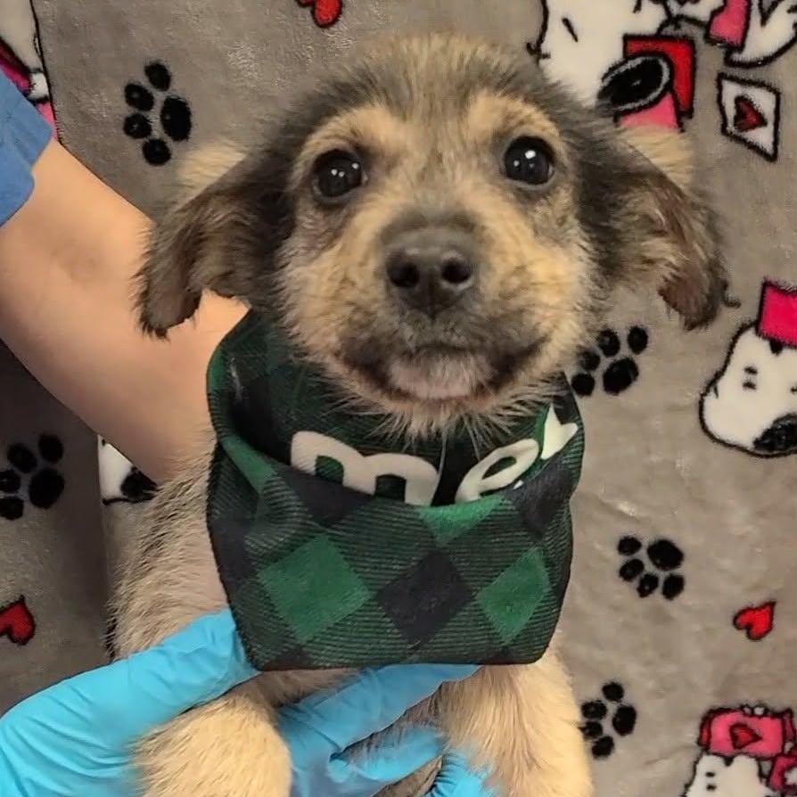 Georgie, a ADOPTABLE Mixed Breed in Woolwich, ME image 2/5