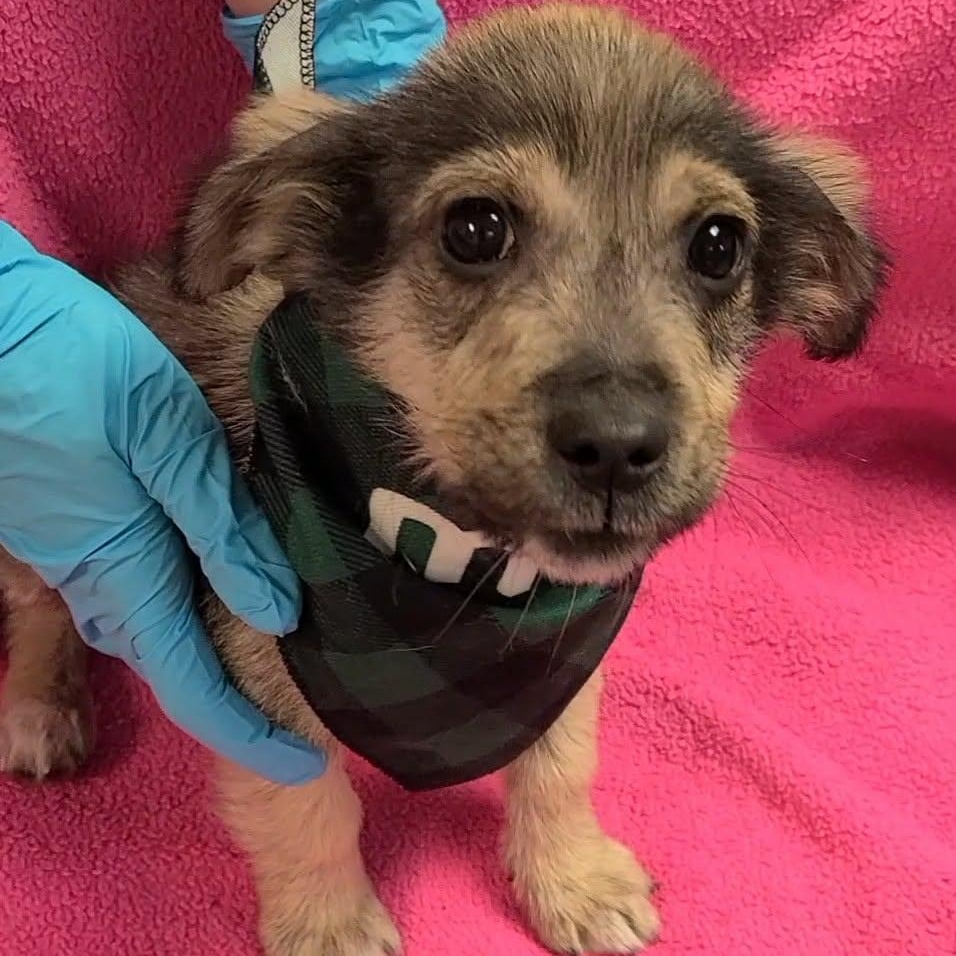 Georgie, a ADOPTABLE Mixed Breed in Woolwich, ME image 1/5