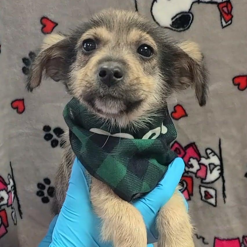 Georgie, a ADOPTABLE Mixed Breed in Woolwich, ME image 3/5