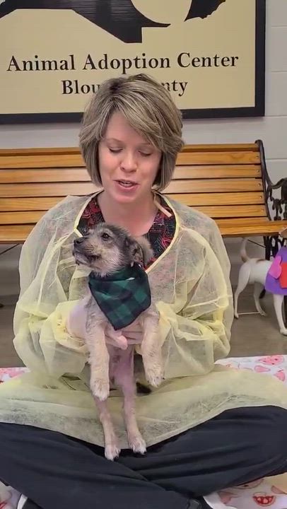 Enlarge Georgie, a ADOPTABLE Mixed Breed in Woolwich, ME video 4/5